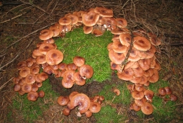 Herbstwanderung Frankenbergweg