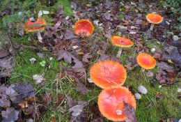 Herbstwanderung Frankenbergweg