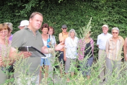 Wildkräuterspaziergang